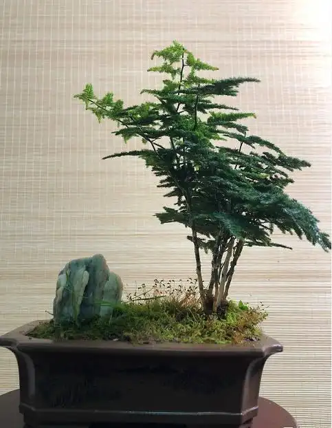 云松竹丛林组合盆栽,云松竹其叶片厚实,如松叠云,主杆粗壮形似竹节.