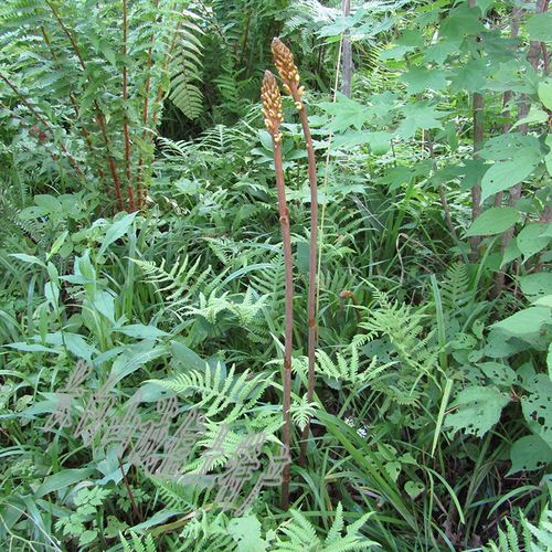 长白山野生天麻 纯天然特级500g1斤干货非云南邵通可打粉切天麻片