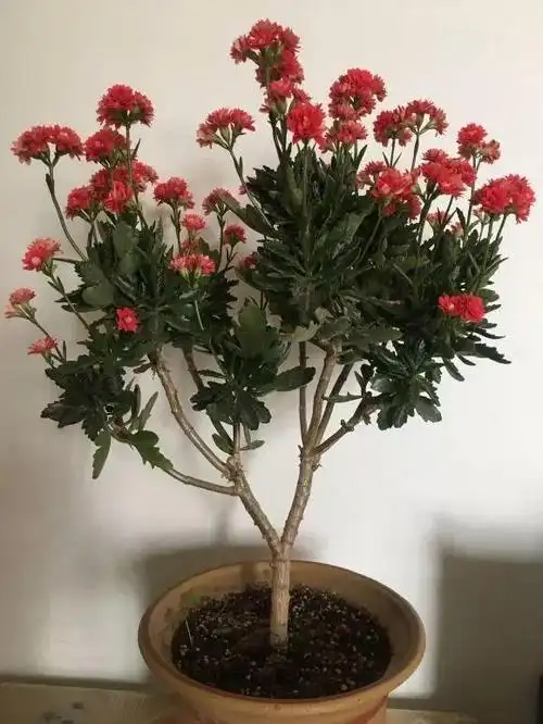 长寿花半年养成"长寿树",长成1米9大高个,真气派!