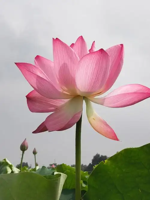 来生愿做一朵莲