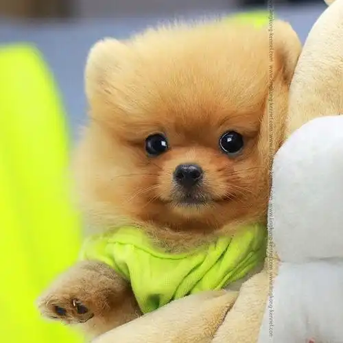 可爱狗狗唯美高清精选图片大全