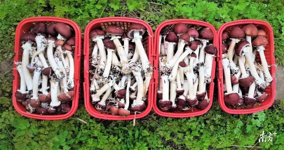 红松茸破土绽放撑开山村致富伞南雄帽子峰