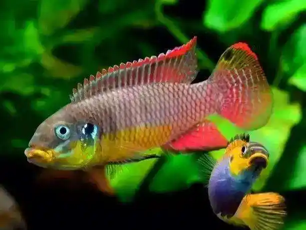 超美的水中天使,六十种名字优雅好听的观赏鱼爆美图片欣赏