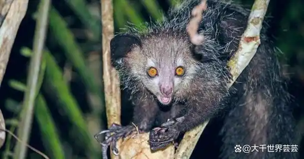 全球科学家估计地球上有 870 万种动物.