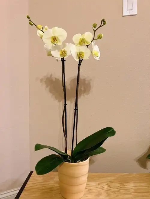 白色蝴蝶兰的花语