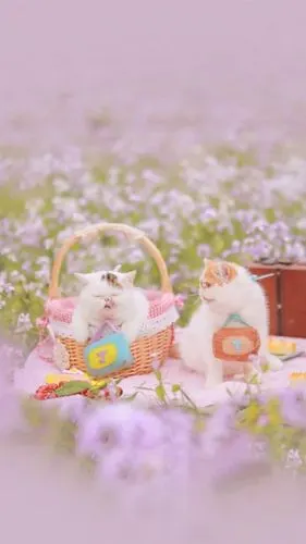 小仙女小姐姐御用壁纸74十三