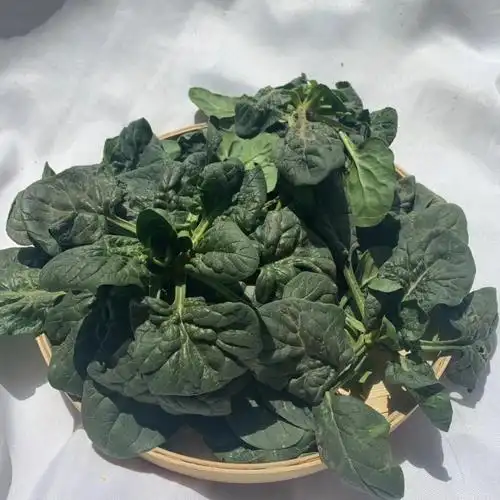 矮脚菠菜新鲜蔬菜1/5斤河南霜冻菠菜贴地菠菜红根菠菜小菠菜 3斤装