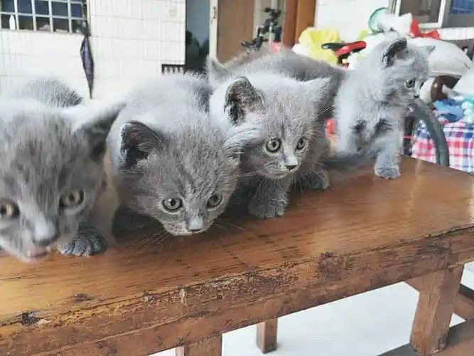 美短蓝猫(美短蓝猫串串长大后的样子)