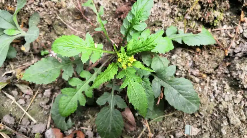 野油菜的功能用途太强大了,但真正了解它用途的没几个?