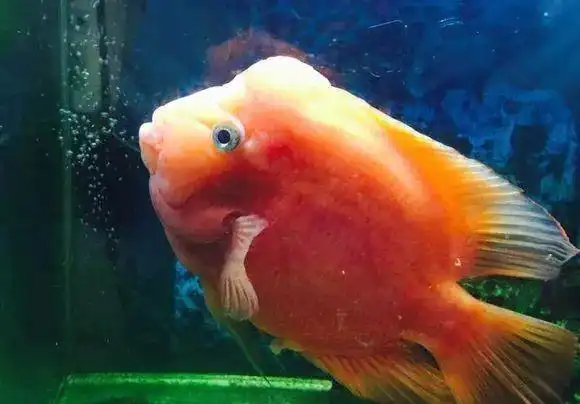 老寿星观赏鱼,虽老态龙钟,但安详如昔