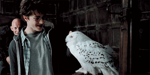 海德薇 - 椰子煲鸡汤