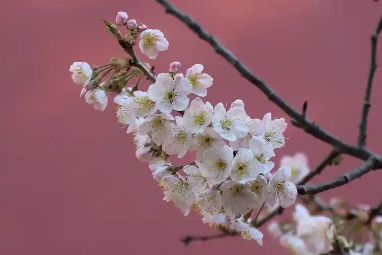 赏天下第一果树花一一樱桃花