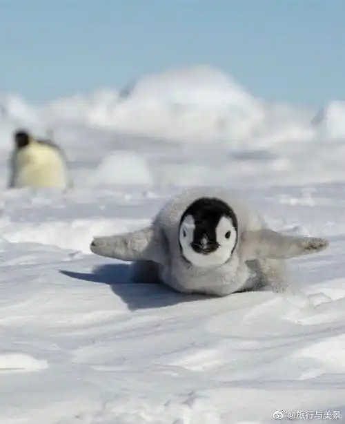 萌萌哒小企鹅