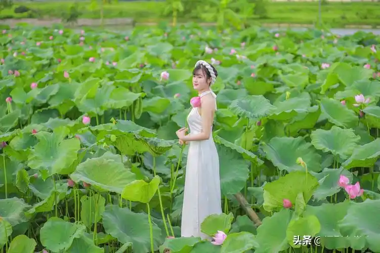 拍荷花人像这4个摄影步骤从选景到摆姿全公开就怕你学不会