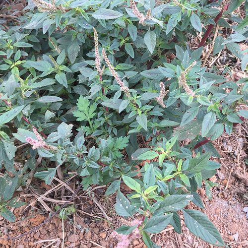 苋菜新鲜现挖中草药红梗全草母猪刺纯根其他药食同源食品