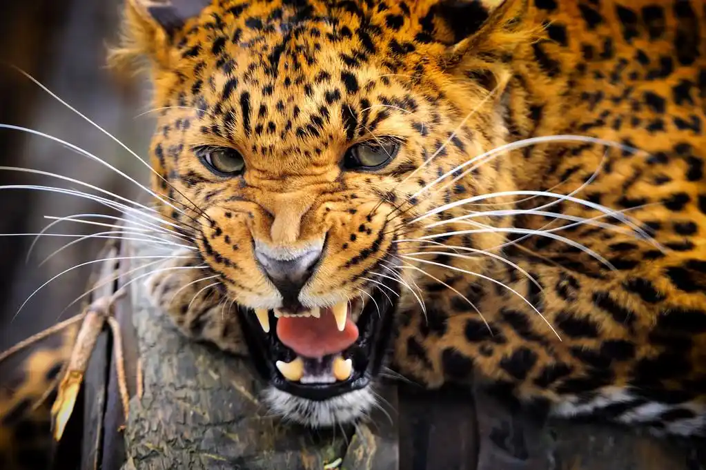 豹,特写愤怒的豹子