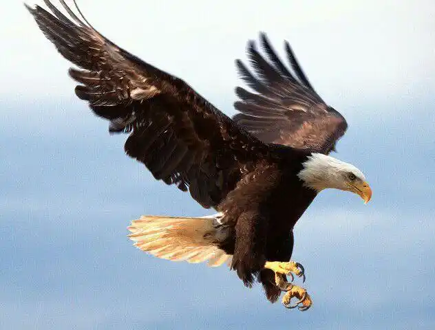 飞鹰户外成员简介