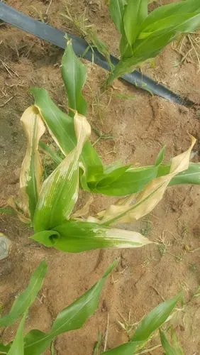 玉米怎么回事?肥害?病害?有救