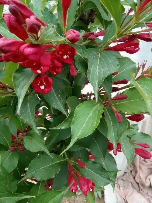 常见的室内木本植物:十八种常见的木本植物哪里有木本植物,福建哪里