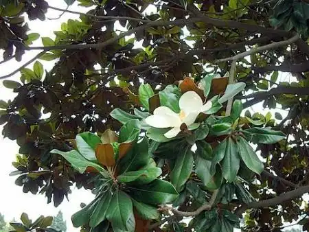 展开全部 广玉兰