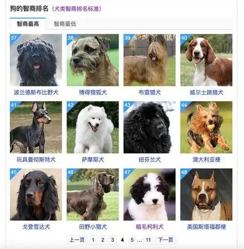 寻根问祖系列47粗毛柯利犬roughcollie