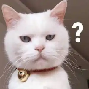 猫咪头像表情超搞笑沙雕猫咪头像合集