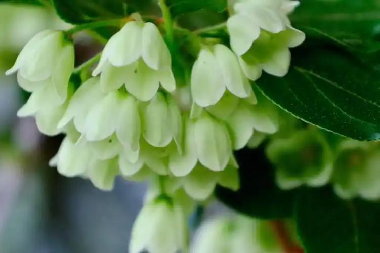 吊钟  #日本吊钟  #绿植日本吊钟翻到三四月吊钟开花图.