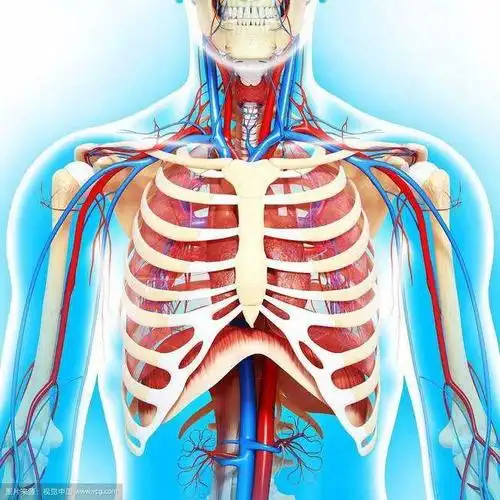 人体的发动机:心脏美图时刻唯美的心脏解剖图片心脏结构示意图手抄报