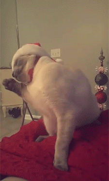 喵星人搞笑gif动图_动态图_表情包下载_soogif