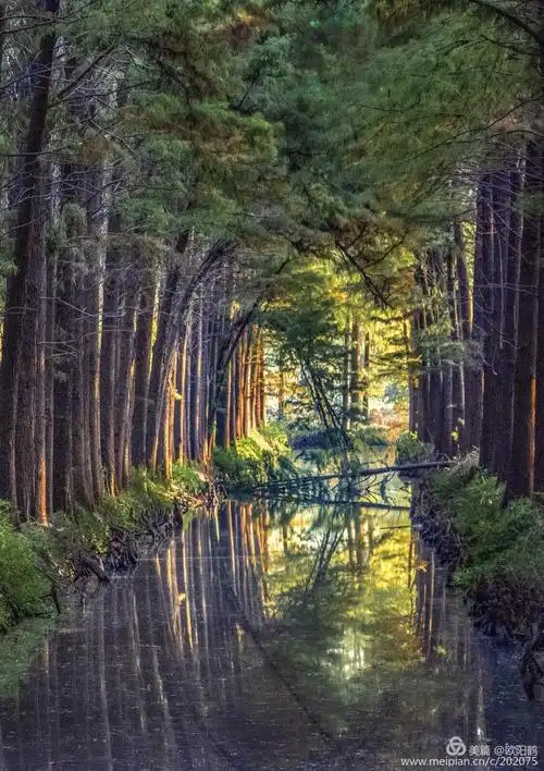 《梦幻仙境～李中水上森林公园》 欧阳鹤 摄影