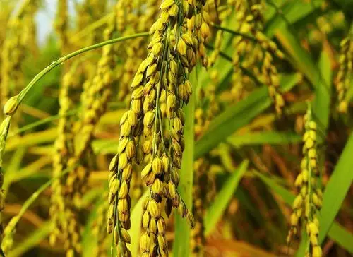 原创当前糯稻行情偏好种植效益高但明年种植糯稻需谨慎