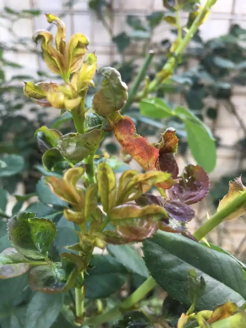 月季蓟马危害喷点药死翘翘