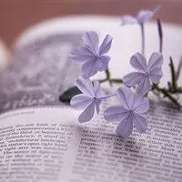 书与玫瑰做微信头像【点击鼠标右键下载】