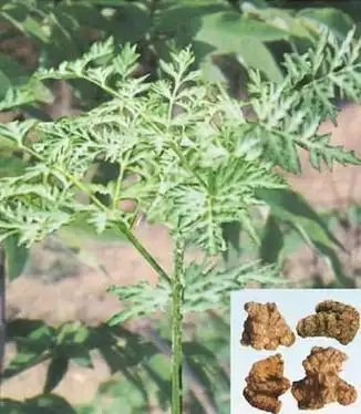 【川芎】的功效与作用_药用价值_副作用和使用禁忌_中药_绿茶说