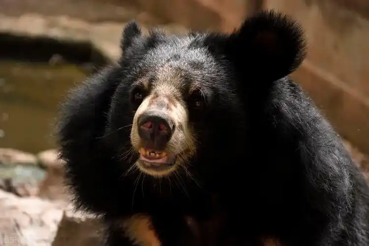 活熊取胆——中医被指残忍,但却没有拿得出手的证据