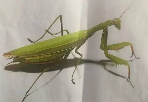 小小昆虫记——泗阳实小三年级实践活动"寻找小昆虫"