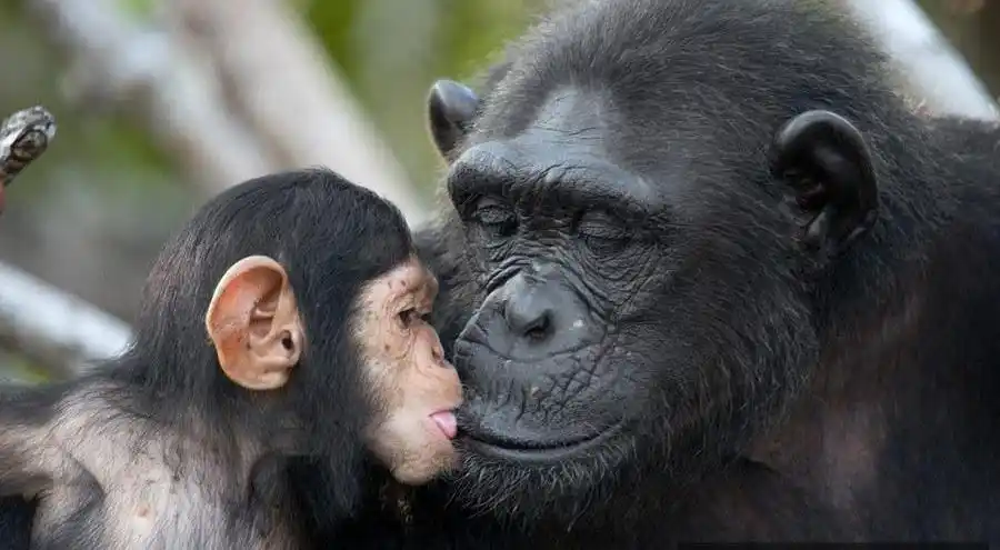 猩猩宝宝亲吻妈妈 画面好有爱