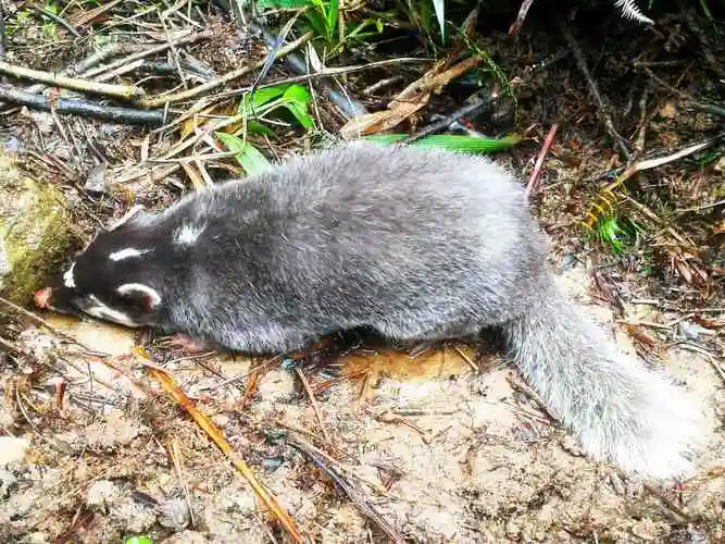 重庆綦江生态环境持续向好野生动物频频现身