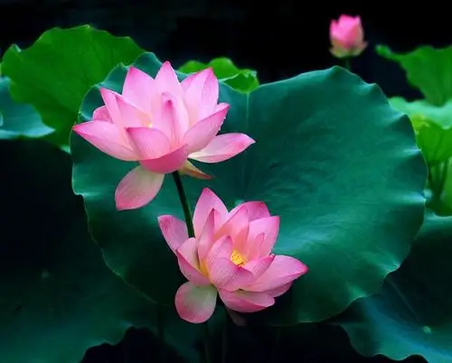 寿衣古中山陵园