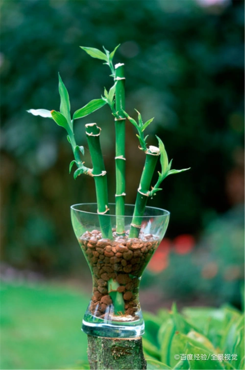 富贵竹能晒太阳吗?