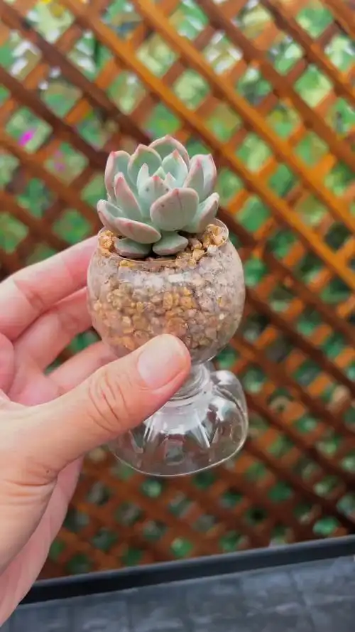 用饮料瓶自制高颜值多肉小花盆