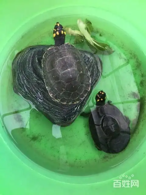 从小养大的忍者深水龟