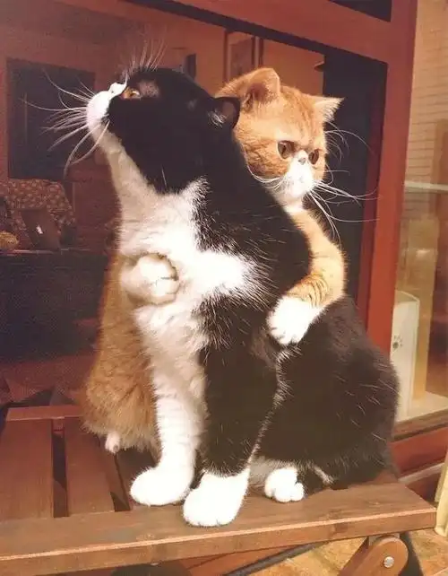 跑过去拥抱的表情包 友情的拥抱表情包-图片大观-奇异网