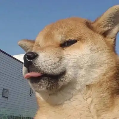 可爱搞怪的狗狗萌宠系列头像