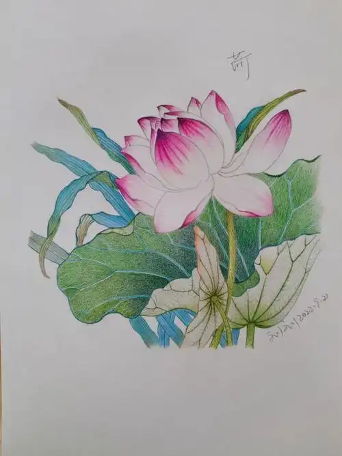 彩铅画  #绘画日常  #夏日荷花  #彩铅临摹  #寻找小红书绘画大神