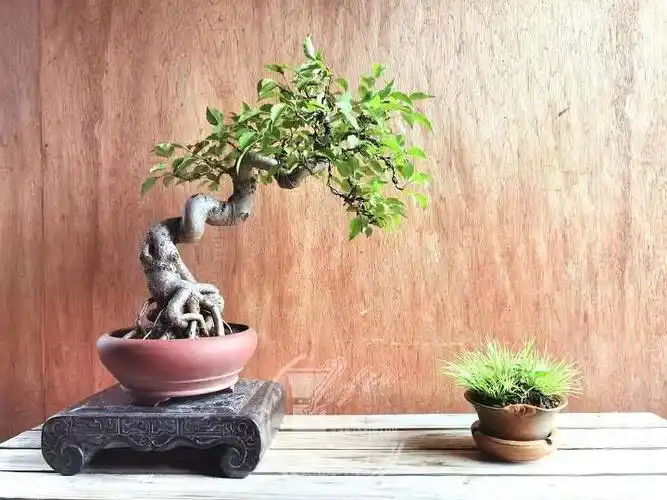 武汉陶国威小品盆景欣赏 3