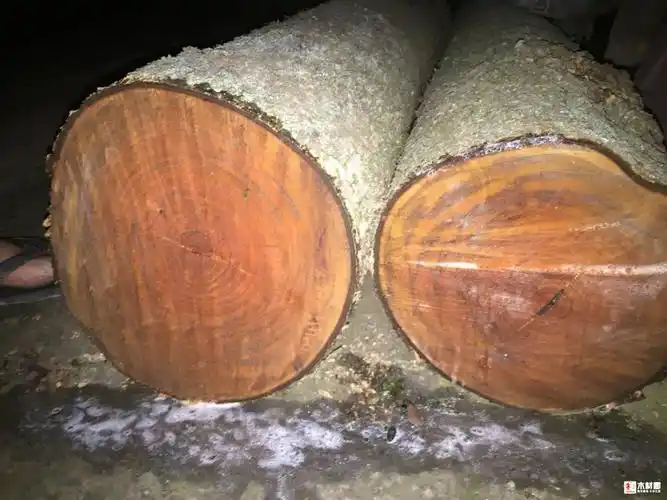 四川雅安金丝楠木原木虎皮纹普料树头一手货源