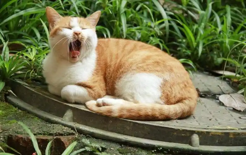 牛磺酸牛磺酸猫咪不可缺少的物质