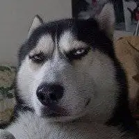 哈士奇犯二搞笑头像大全【点击鼠标右键下载】