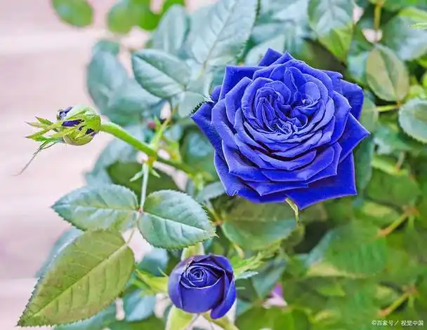 选择月季花:蓝色阴雨与蓝色风暴,探索迷人的花瀑布与紧凑美感